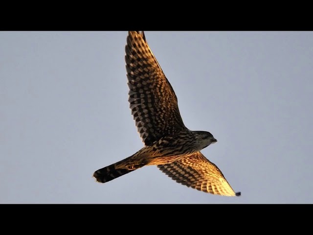 Falcon - Northern Hobby Birdsong Sound with faint rain and thunder