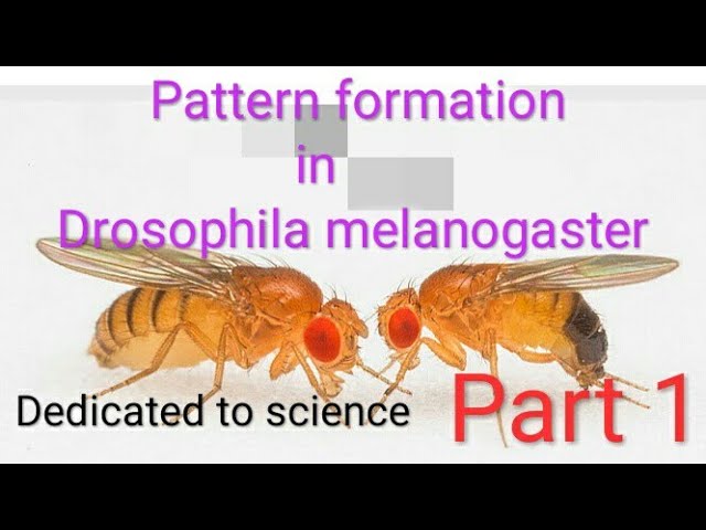 Pattern formation in Drosophila melanogaster!! Part 1