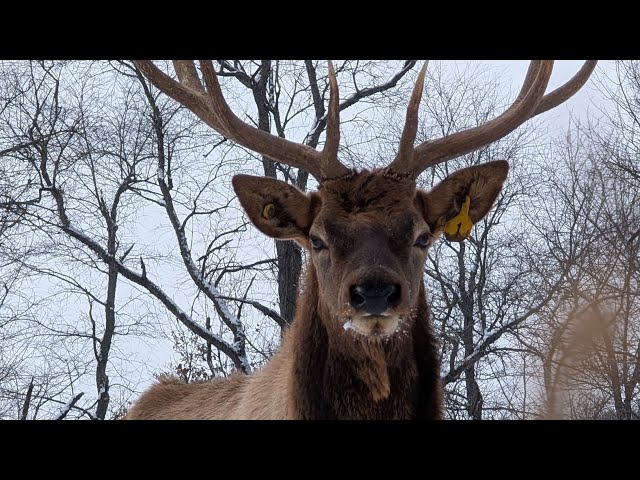 Majestic Elk - CINEMATIC PIXEL 9 PRO 
