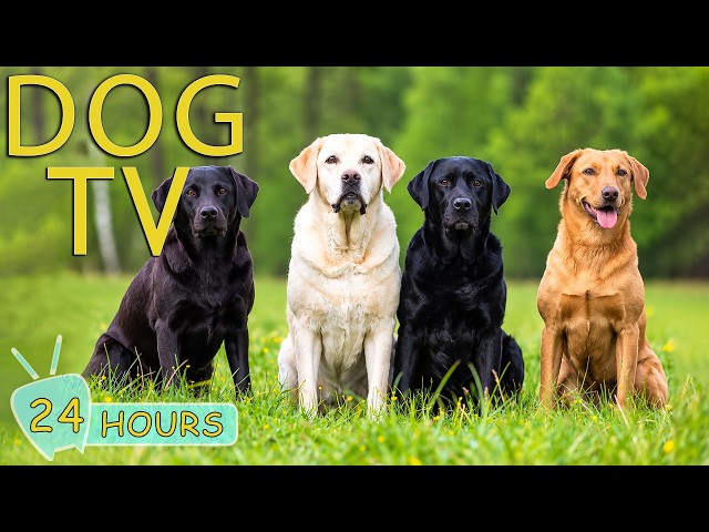DOG TV: Videos to Keep Dogs Happy & Entertained While Home Alone - Best Collection Music for Dogs