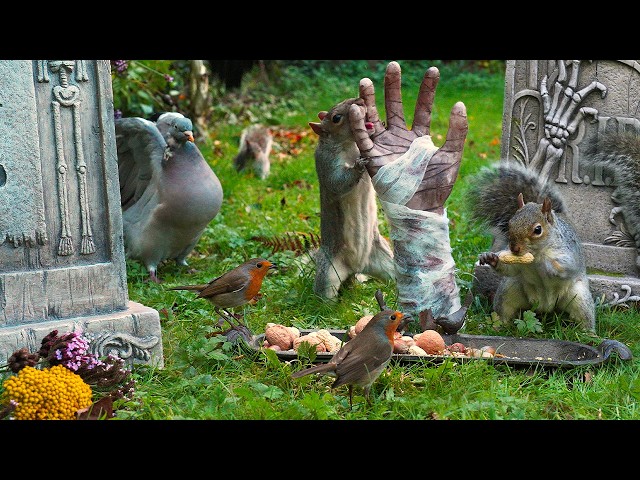 🔴 CAT TV 24/7 🎃 Halloween Birds, Sqirrels and Zombie Hands 🧟 Videos for cats to watch 4K HDR