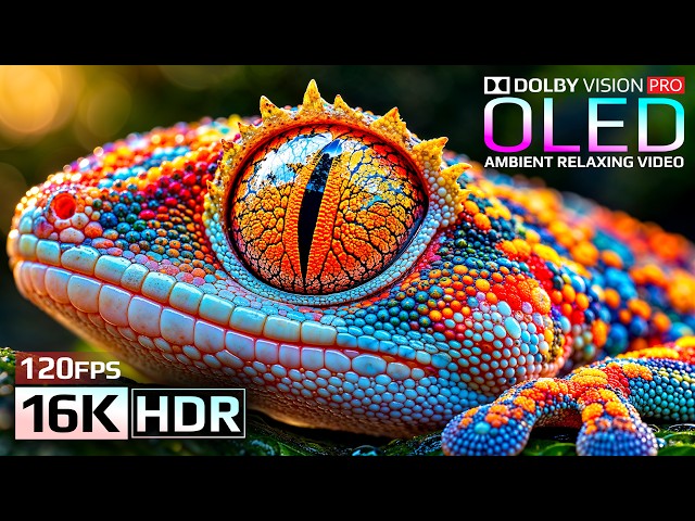Pixel Perfect Dolby Vision HDR 16K 120fps (4K & 8K Video Ultra HD)