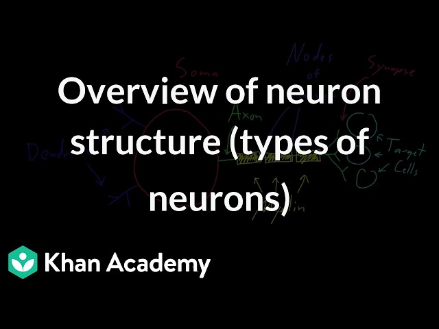 Overview of neuron structure (types of neurons) | Grade 11 | biology | Khan Academy (IN accent)