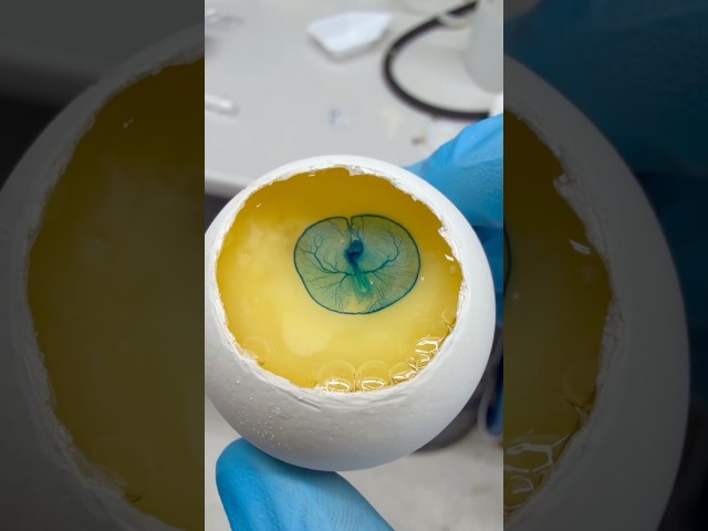 How Viruses Turn Embryos Blue #goodtoknow #vet #medicine #educational #funfacts #lifehacks #survival