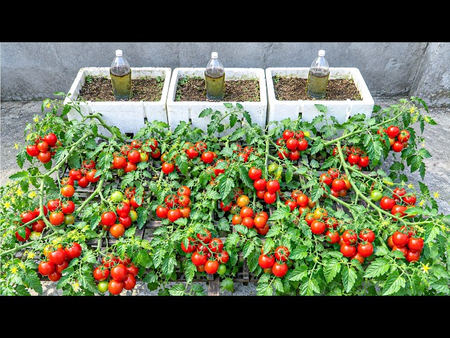 Stop Growing Tomatoes Upright! Try This Sideways Method for More Fruit