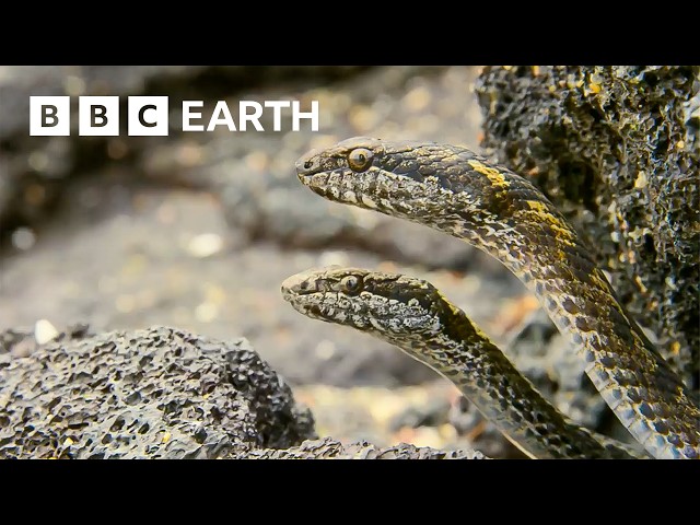 Greatest Fights In The Animal Kingdom: Part 3 | BBC Earth