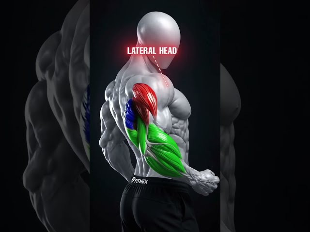 Complete Triceps Head Guide (Long, Lateral, Medial)! 💪🔥🔥 #triceps #tricepsworkout #armday #shorts