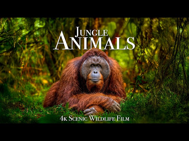 Jungle Animals 4K - Scenic Wildlife Film with Calming Music