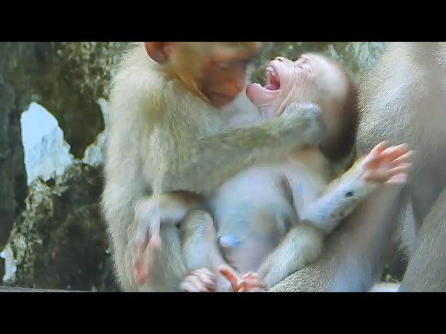 Documentary! Lovely Planet I Baby Monkey I BBC Earth I Nat Geo Wild I Golden Monkey I Animal Planet