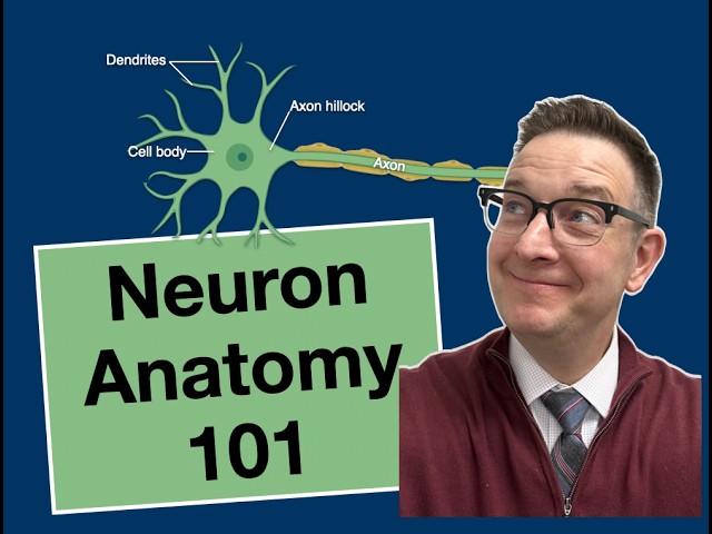 Neuron Anatomy Simplified: Structure That Makes Signaling Possible
