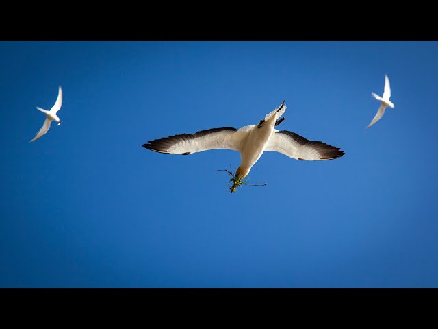 Gannets at Muriwai Auckland New Zealand (4k)