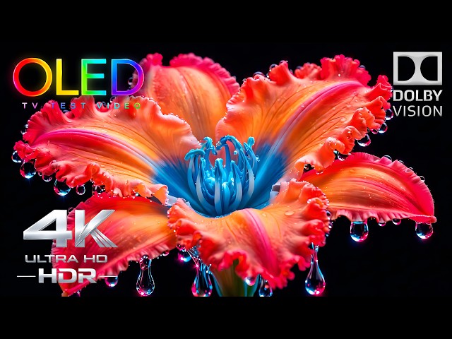 This 4K OLED Demo Looks Too Good to Be Real | 4K HDR 60FPS Display Test (4K Video TV)