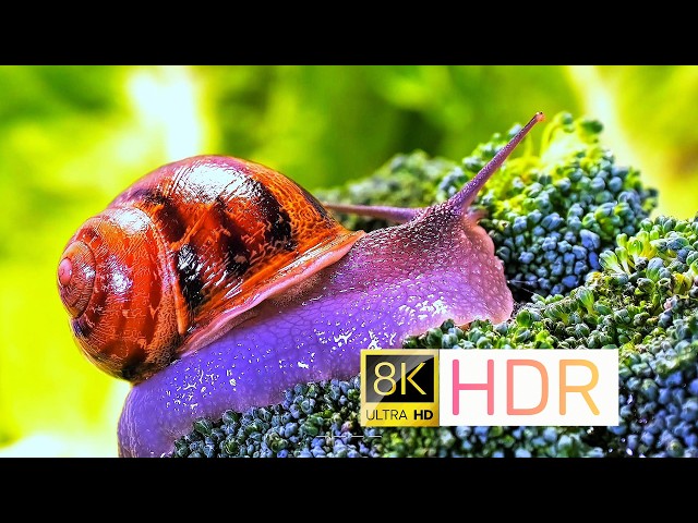 Real 8K HDR Relaxation Nature