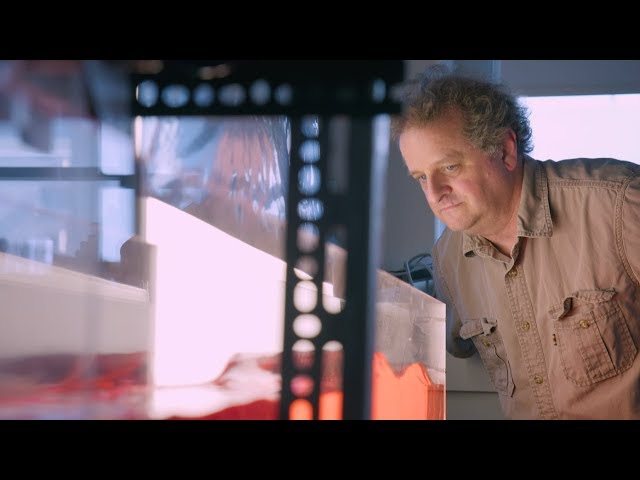 What Can Nature Teach Us About Patterns?