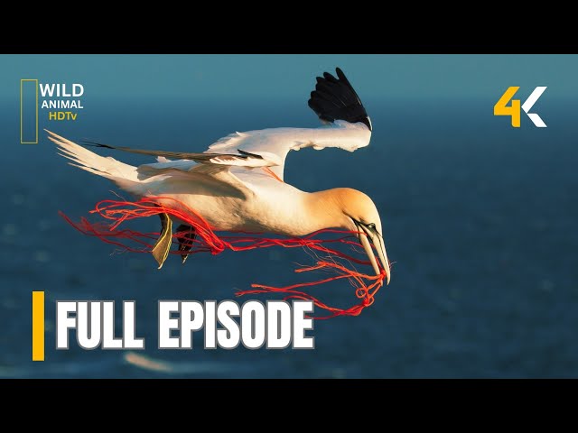 Gannets - [ Full Episode ] | All Animals Documentaries |