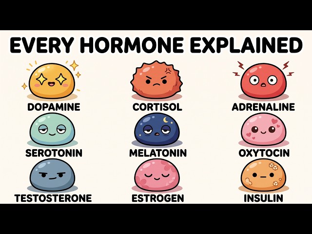 Every Hormone and its function explained in 11 minutes