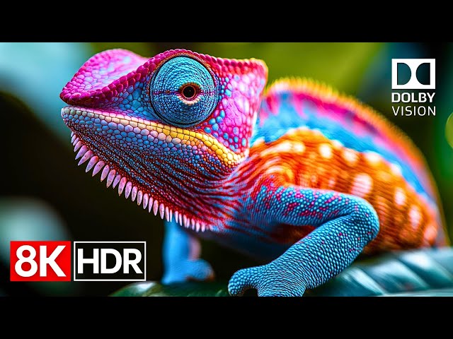 Color That Breathes — Dolby Vision in Stunning 8K HDR 120fps