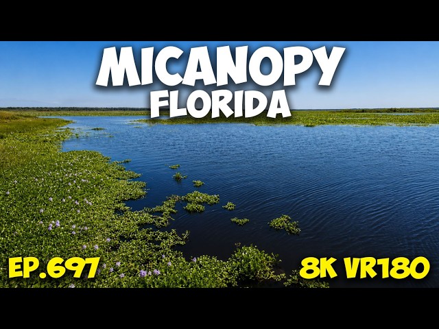 Найди аллигатора: спокойствие болота Экопассаж, эп. 697 #8k #vr180 #3d #путешествия #флорида