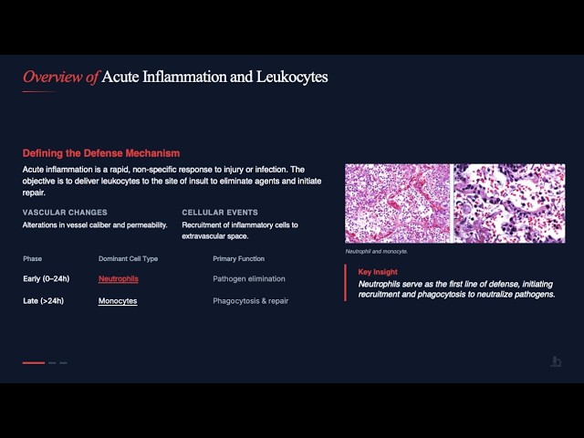 [Basic pathology chapter 2  Lecture Series] # 4 “Inflammation: Leukocyte Recruitment  Phagocytosis