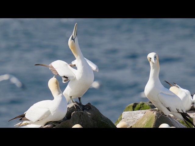 Gannet Colony in Action: Breeding Gannets in Newfoundland, Canada