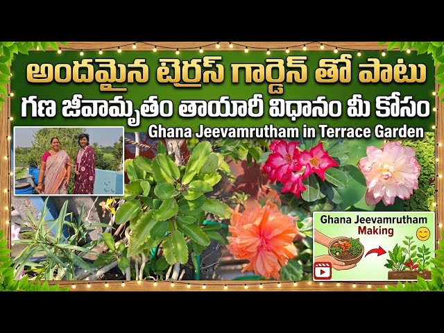 Showing a beautiful garden and the method of making Gana Jeevamrutham for you #Good Garden Tips f...