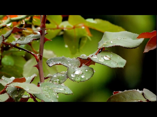 🌧️ Relaxing Sounds & Ambient Lo-Fi | Seamless Loop for Sleep, Study & Focus (1 Hour)