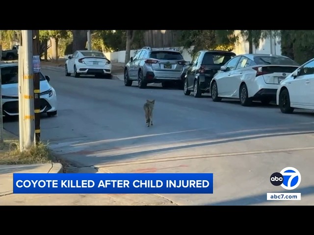 Coyote euthanized after 16-month-old child injured in Atwater Village