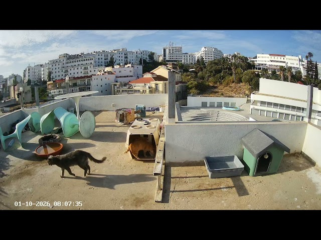 📹 Live Recording - Tangier Panoramic - 2026-10-01 08