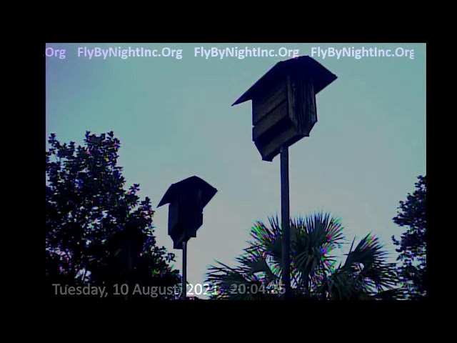 FBN Live BatCam