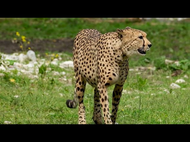 20 Interesting Facts About Cheetahs - Cheetah Creative Commons Videos