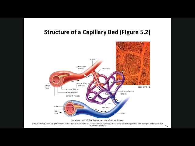 Human Biology Chapter 5 Cardiovascular System: Heart and Blood Vessels