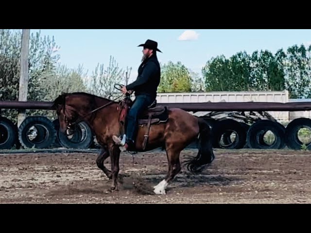 Dasher day 36. Sorting Cows! 