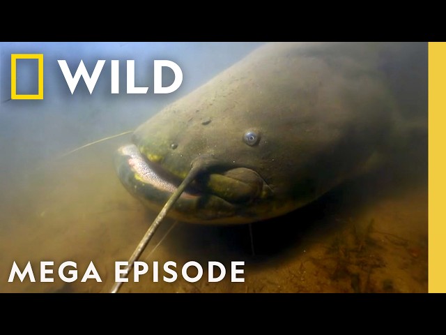 Giant Land-Hunting Catfish, Christmas Crabs, & Deadly Jellyfish | MEGA Episode | Nat Geo Animals