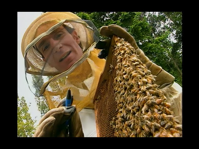 Bill Nye The Science Guy - S02E11 - Insects - Best Quality - 4K UPSCALED