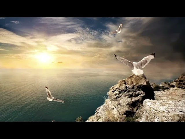 DJ Gypsy Music Style - Чайки