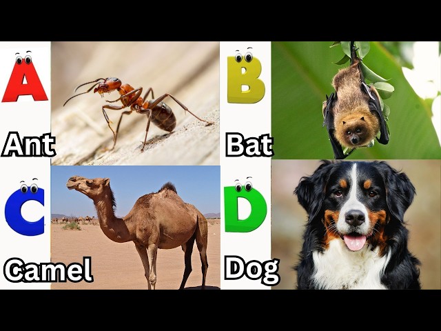 ABC Jungle Animal Sounds 813TH5 | Nursery Rhyme for Kids | Koko Study Class
