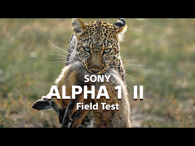 The Sony Alpha 1 II  | The Perfect Wildlife Camera - Field Test
