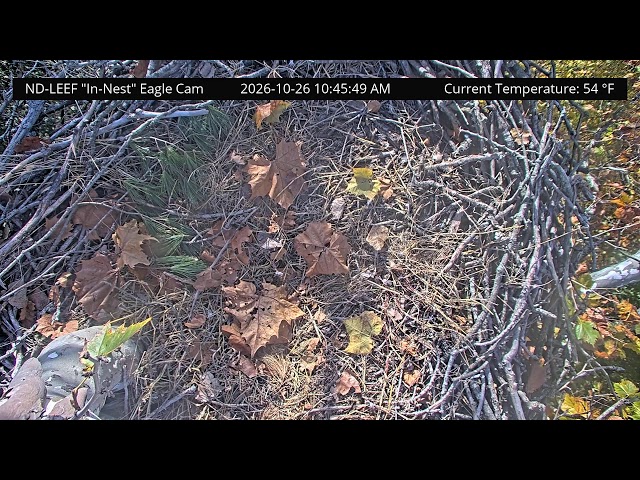 ND-LEEF In-Nest Cam