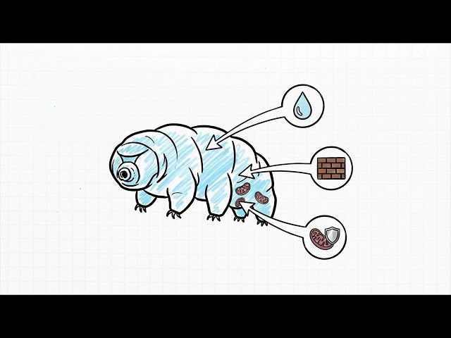 The Water Bear Paradox