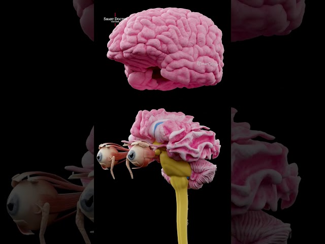The Brain from Every Angle | 3D Neuroanatomy 🧠