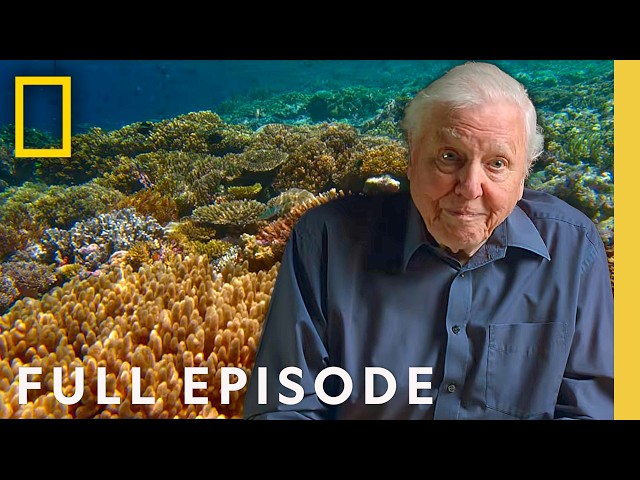 Ocean with David Attenborough (Full Documentary) | World Ocean Day Special | National Geographic