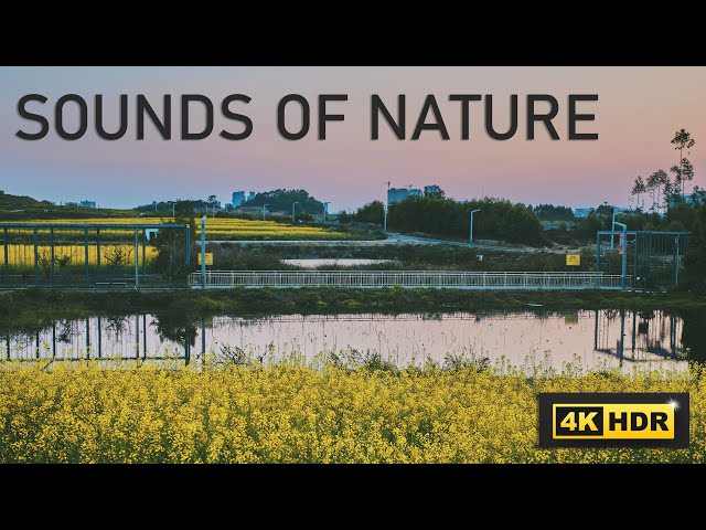🎧 Relaxing Nature / Soothing sounds / Deep sleep / Stress Relief / Ambient sounds in HDR10+