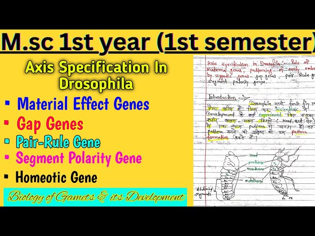 Drosophila Pattern Formation Explained | Maternal, Gap, Pair Rule & Segment Polarity Genes | MSc 1st