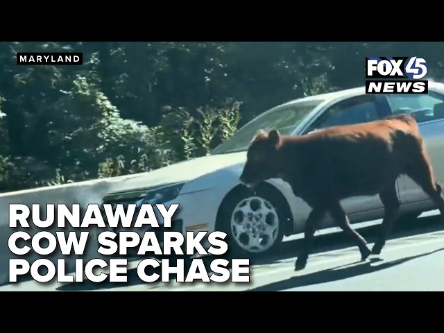 Cow on the loose sparks police chase on I-695