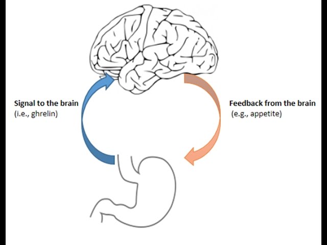 Mathematical modeling in energy homeostasis, appetite control and food intake (students talks)