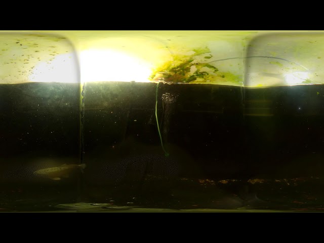 Koi Pond Underwater 360 with Kandao Qoocam Enterprise