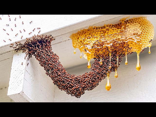 1,000 Ants vs. Challenges