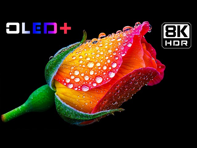 Dreamlike Floral Scenery – Brilliant OLED 8K HDR | Dolby Vision™