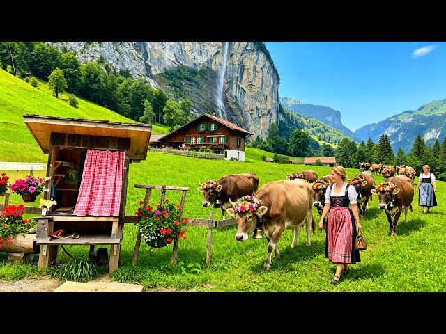 Swiss Cows Returns To Lauterbrunnen Valley From Mountain🇨🇭Switzerland Village Life 