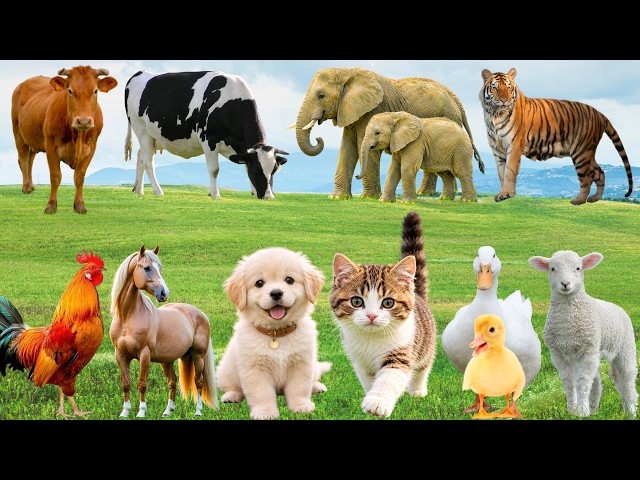 🌿 Discover Adorable Farm Animals: Duck, Dog, Horse, Cat, Cow, Pig & Sheep – Relaxing Country Sounds